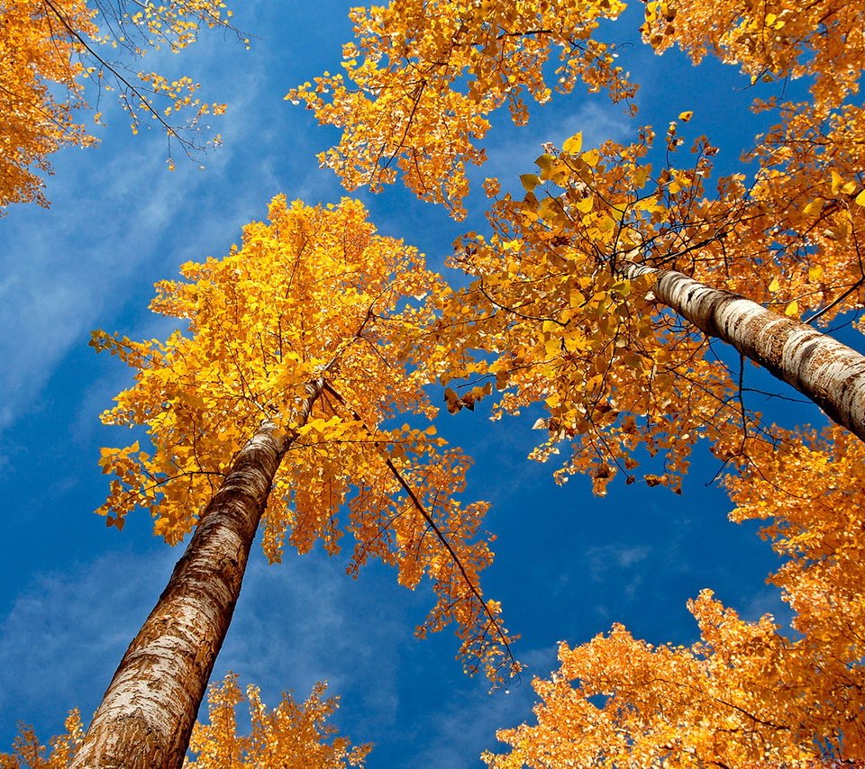 Обои небо, деревья, березы, осень, желтые листья, крона, вид снизу, the sky, trees, birch, autumn, yellow leaves, crown, bottom view разрешение 1920x1080 Загрузить