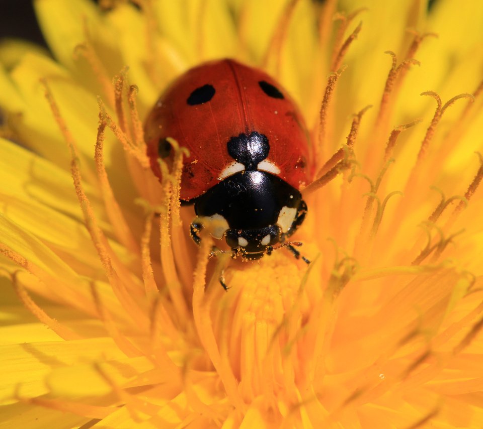 Обои жук, насекомое, цветок, божья коровка, одуванчик, beetle, insect, flower, ladybug, dandelion разрешение 1920x1200 Загрузить