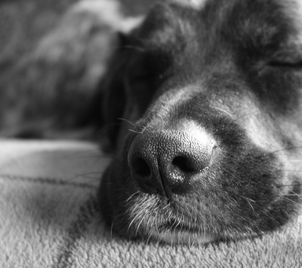 Обои морда, чёрно-белое, собака, спит, друг, нос, face, black and white, dog, sleeping, each, nose разрешение 2560x1600 Загрузить