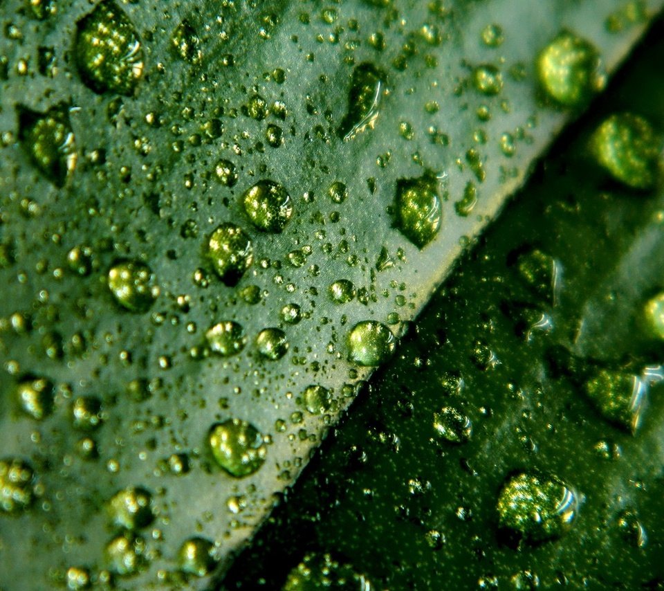 Обои зелёный, макро, капли, лист, green, macro, drops, sheet разрешение 1920x1080 Загрузить