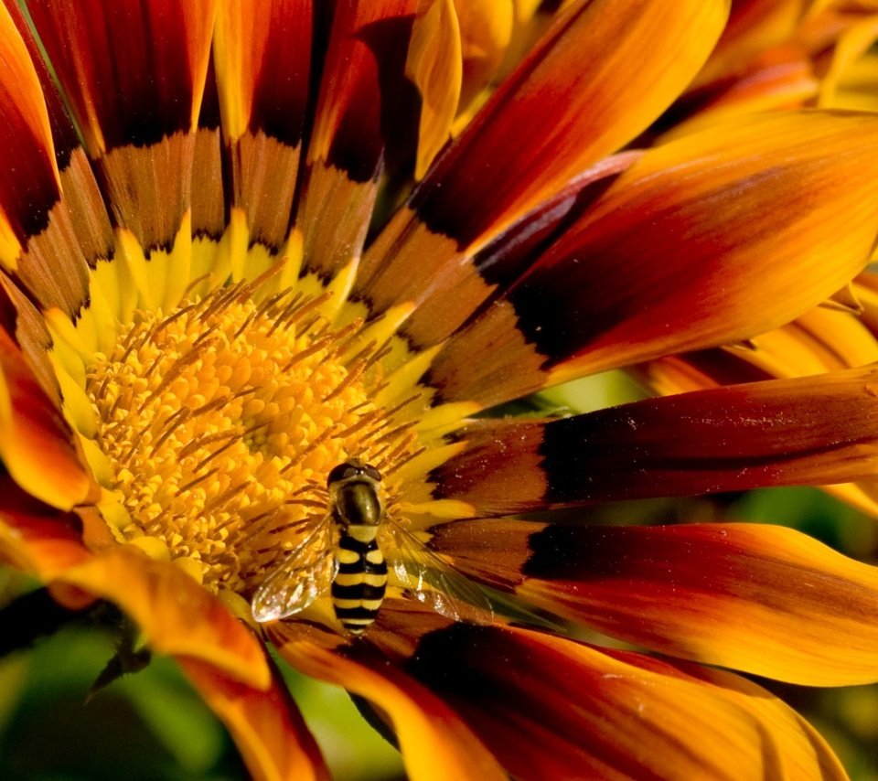 Обои пчела на цветочке, bee on a flower разрешение 1920x1200 Загрузить