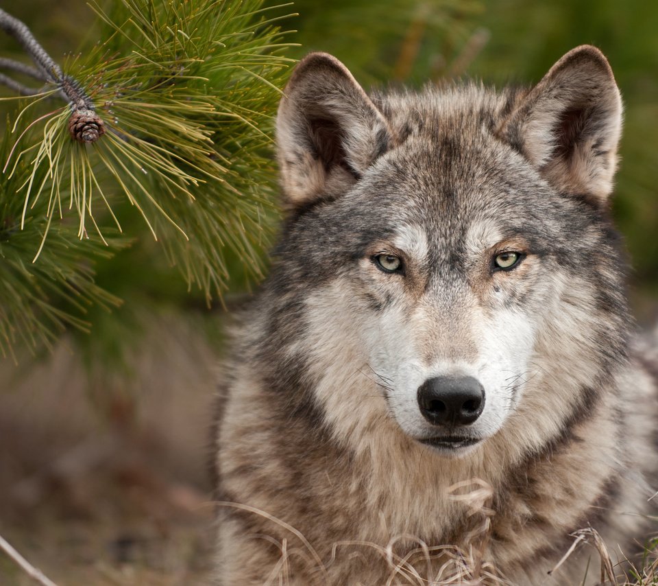 Обои морда, лес, хвоя, взгляд, хищник, волк, волк в лесу, face, forest, needles, look, predator, wolf, wolf in the forest разрешение 1920x1381 Загрузить