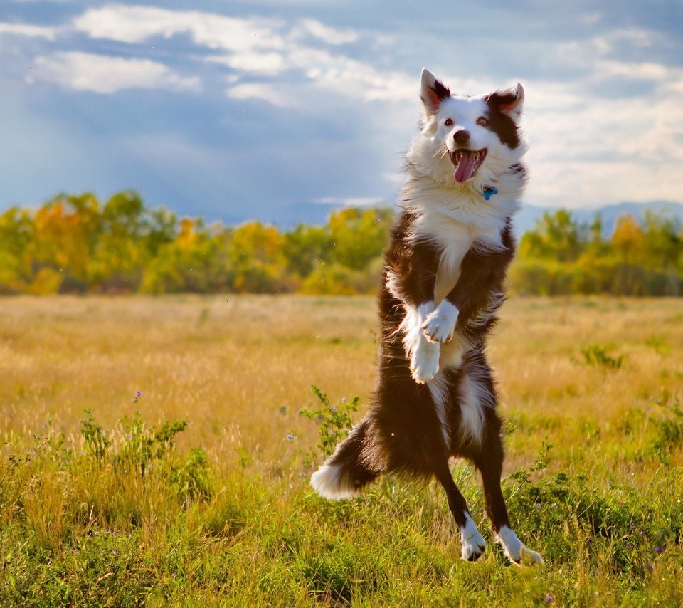 Обои поле, собака, прыжок, язык, бордер-колли, field, dog, jump, language, the border collie разрешение 1920x1280 Загрузить