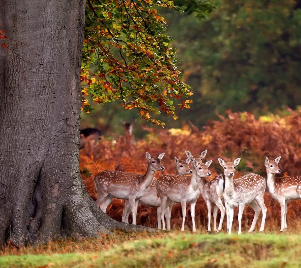 Обои олени, бэмби, deer, bambi разрешение 1920x1200 Загрузить