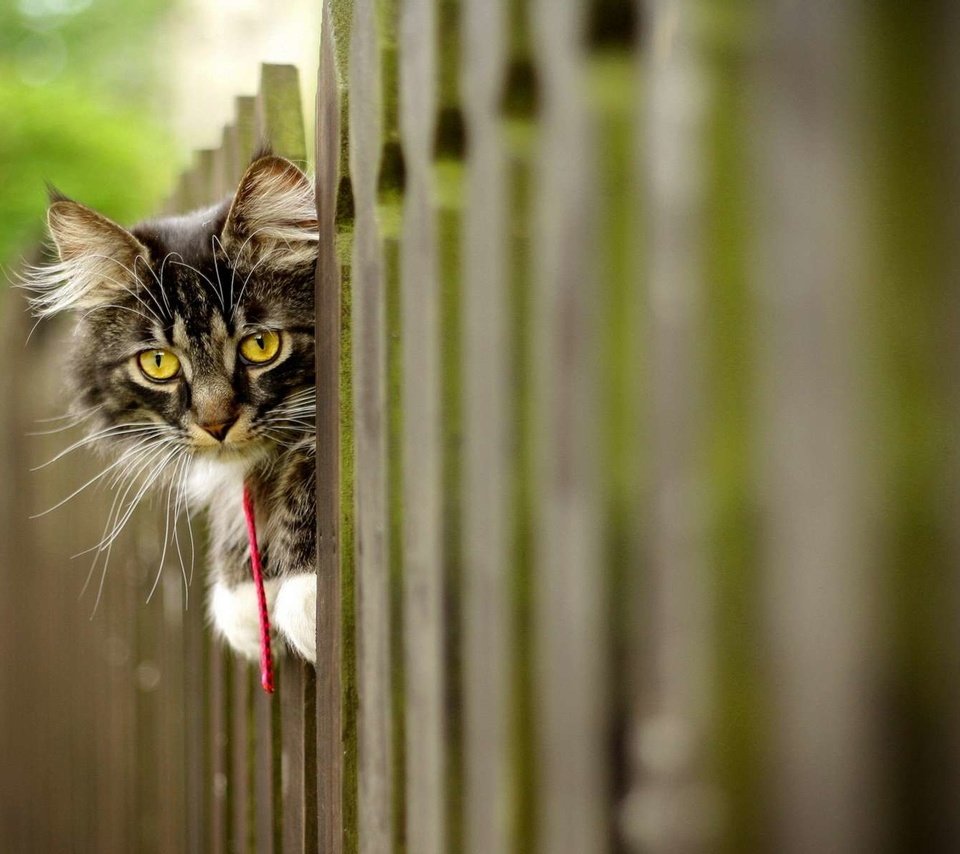 Обои морда, кот, кошка, взгляд, забор, пушистый, face, cat, look, the fence, fluffy разрешение 1920x1200 Загрузить