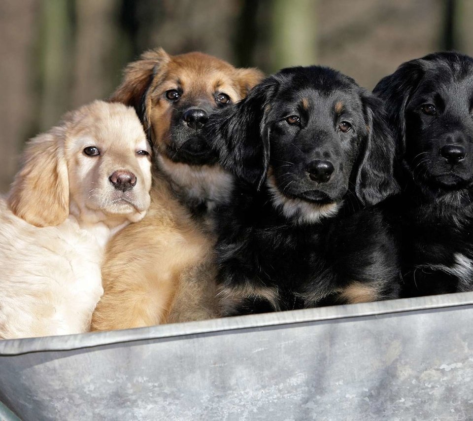 Обои щенки, собаки, телега, ховаварт, говаварт, puppies, dogs, cart, hovawart разрешение 1920x1200 Загрузить