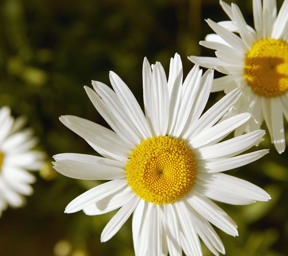 Обои цветы, природа, лепестки, ромашки, белые, flowers, nature, petals, chamomile, white разрешение 5411x3600 Загрузить