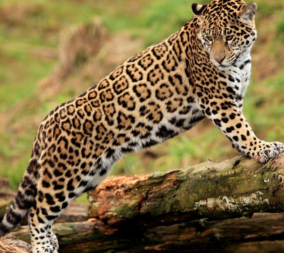 Обои смотрит, ягуар, бревно, гепард, стоит, молодой, пятнистая кошка, looks, jaguar, log, cheetah, is, young, spotted cat разрешение 2560x1600 Загрузить