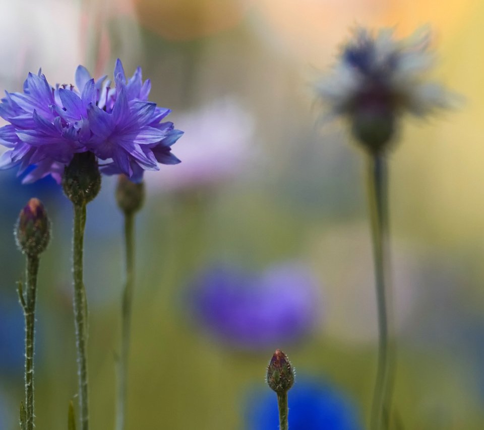 Обои цветы, макро, размытость, синие, васильки, flowers, macro, blur, blue, cornflowers разрешение 2560x1600 Загрузить