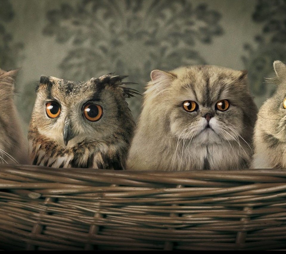 Обои сова, птица, корзина, кошки, owl, bird, basket, cats разрешение 1920x1080 Загрузить