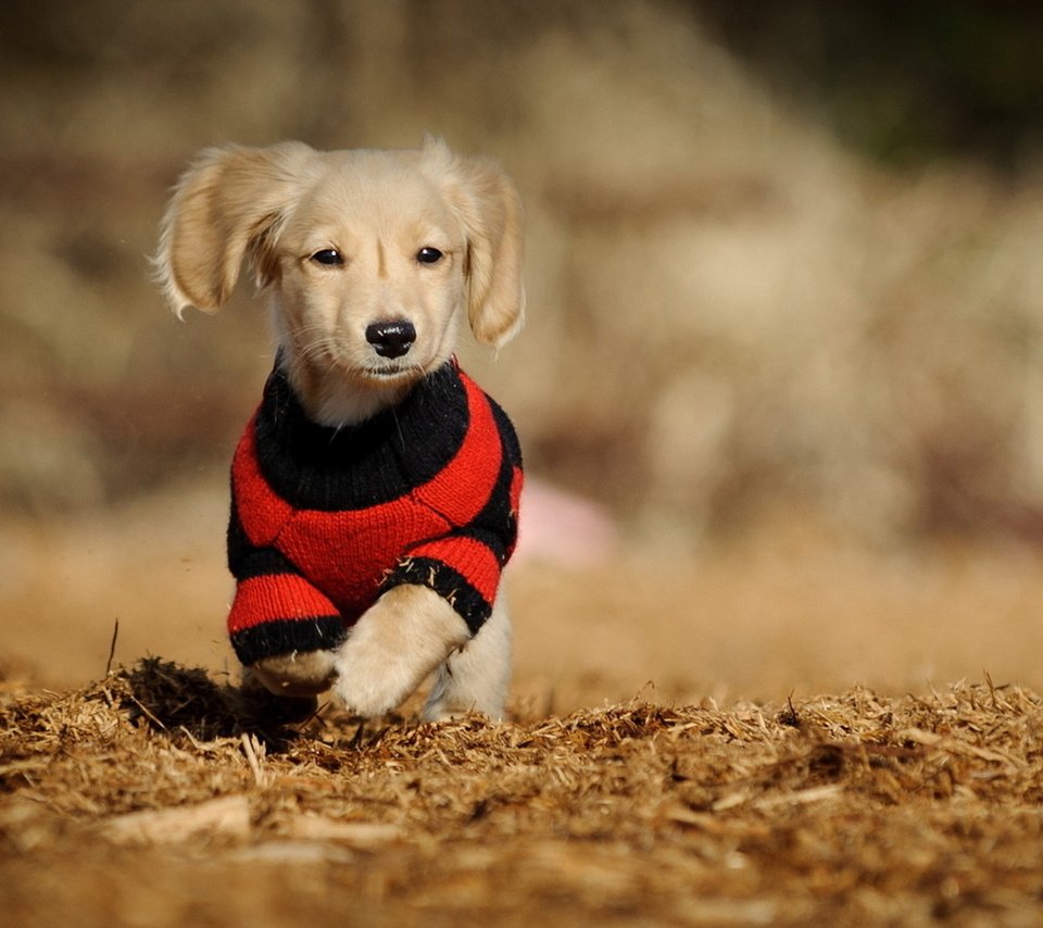 Обои собака, щенок, такса, фон., в кофте.прогулка, dog, puppy, dachshund, background., in the sweater.walk разрешение 1920x1200 Загрузить