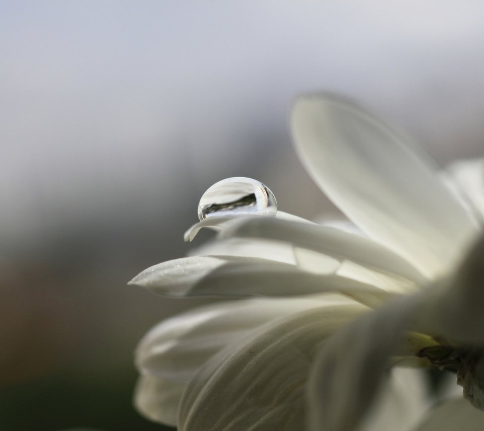 Обои макро, цветок, капли, лепестки, белый, cvety, kaplya, леспестки, macro, flower, drops, petals, white, lepestki разрешение 3750x2500 Загрузить