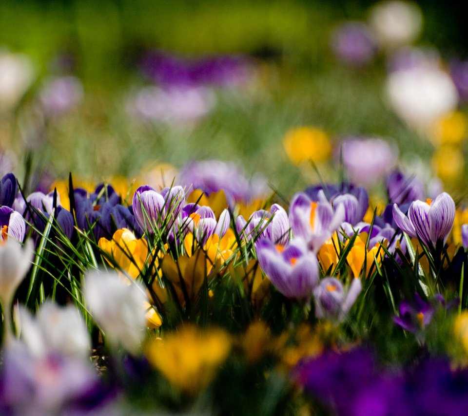 Обои фиолетовый, поляна, весна, крокусы, purple, glade, spring, crocuses разрешение 3648x2736 Загрузить