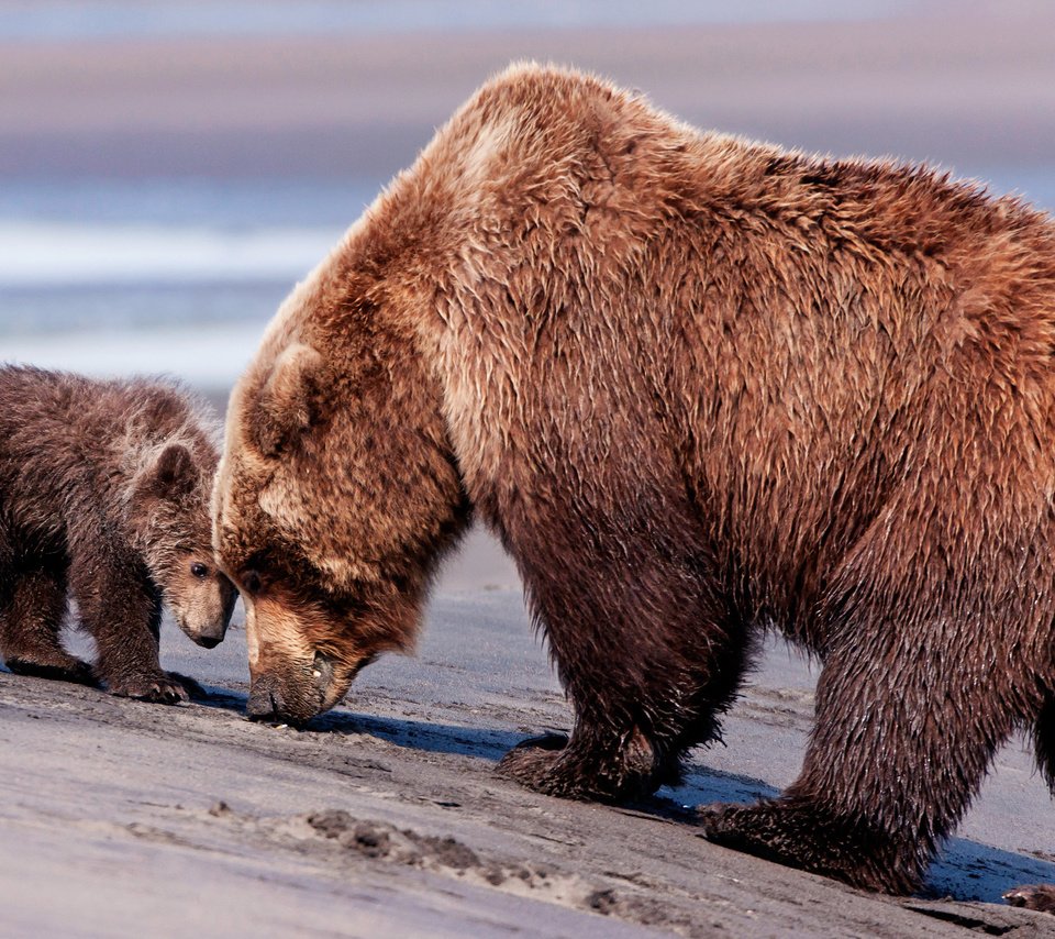 Обои медведь, мишка, мама, медведи, сын, бурый медведь, бурые медведи, bear, mom, bears, son, brown bear, brown bears разрешение 2560x1600 Загрузить