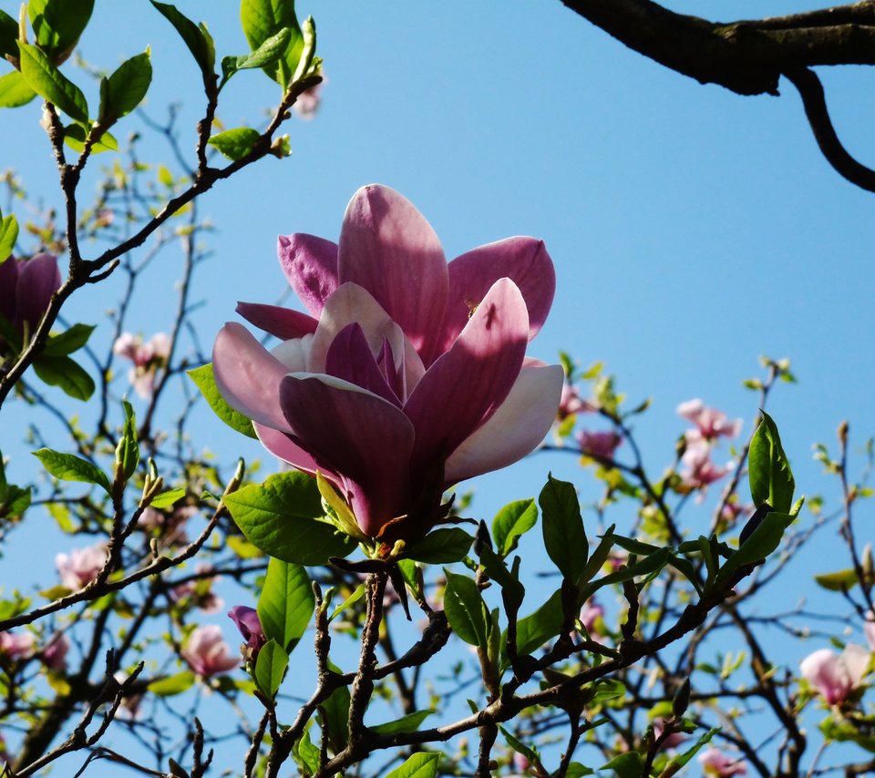 Обои киев, botanicheskij sad, magnoliya, kiev разрешение 2160x1620 Загрузить