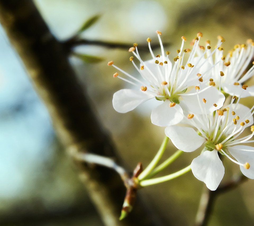 Обои ветка, цветение, весна, трио, cvetenie, belosnezhnoe, branch, flowering, spring, trio разрешение 2048x1152 Загрузить