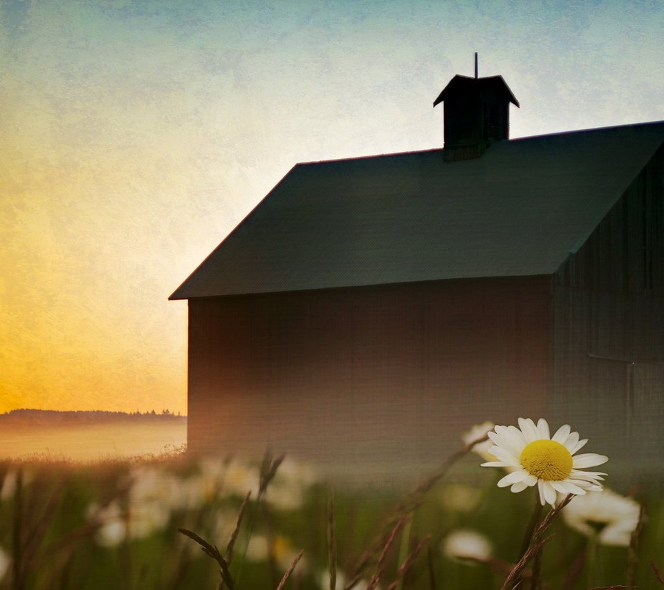 Обои небо, цветы, пейзаж, туман, дом, ромашки, the sky, flowers, landscape, fog, house, chamomile разрешение 1920x1080 Загрузить