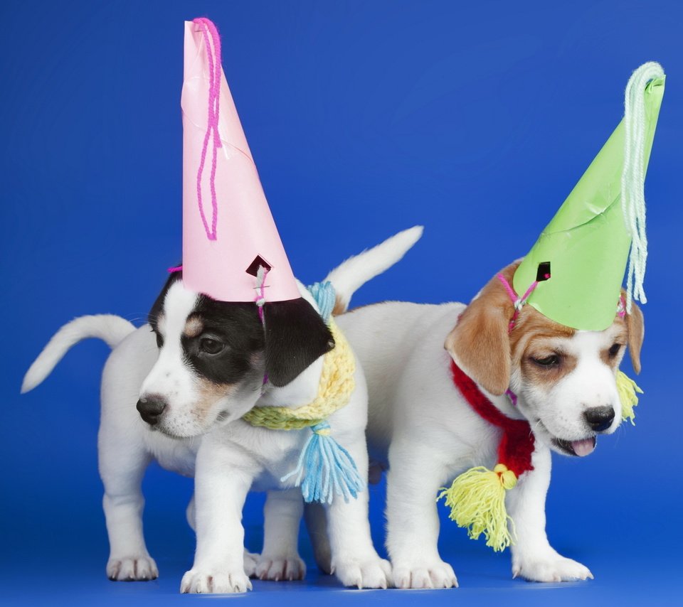 Обои щенки, праздник, синий фон, собаки, колпаки, puppies, holiday, blue background, dogs, caps разрешение 2560x1600 Загрузить