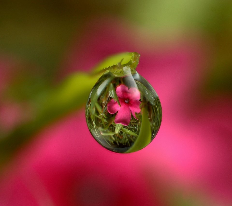 Обои трава, стебель, вода, природа, цветок, роса, капля, листок, розовый, grass, stem, water, nature, flower, rosa, drop, leaf, pink разрешение 2048x1588 Загрузить