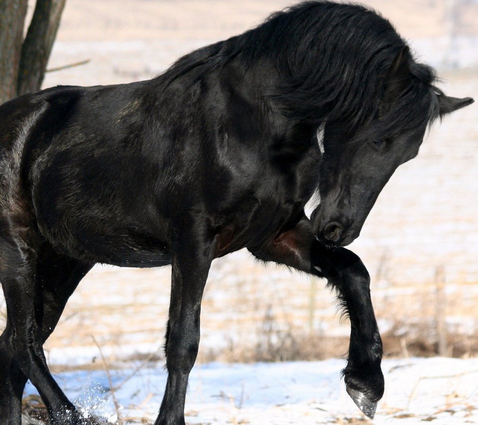 Обои лошадь, снег, дерево, зима, черный, конь, грива, horse, snow, tree, winter, black, mane разрешение 1920x1200 Загрузить