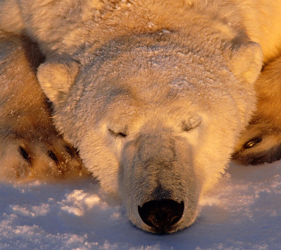 Обои снег, нанук, медведь, умка, сон, белый, нос, полярный, северный, ошкуй, snow, nanuk, bear, umka, sleep, white, nose, polar, north, oskoui разрешение 2560x1600 Загрузить
