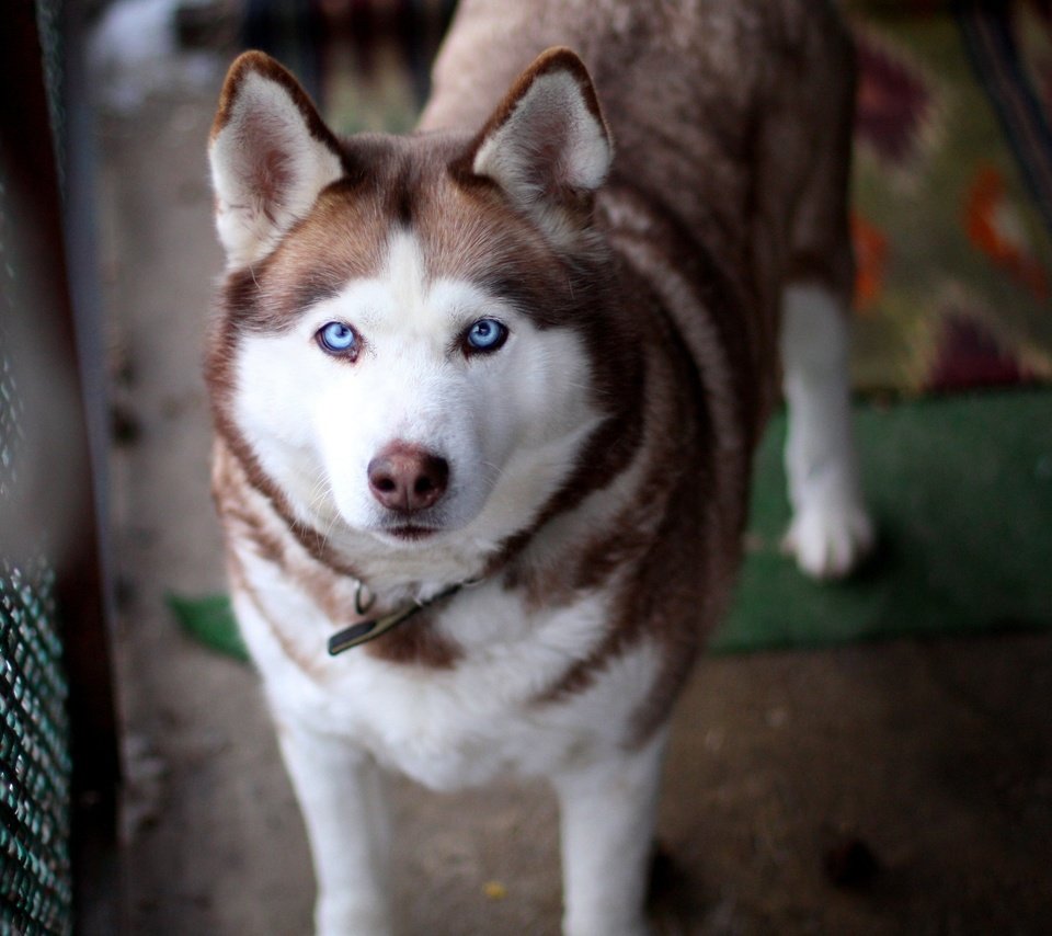 Обои глаза, взгляд, собака, хаски, уши, eyes, look, dog, husky, ears разрешение 2560x1600 Загрузить