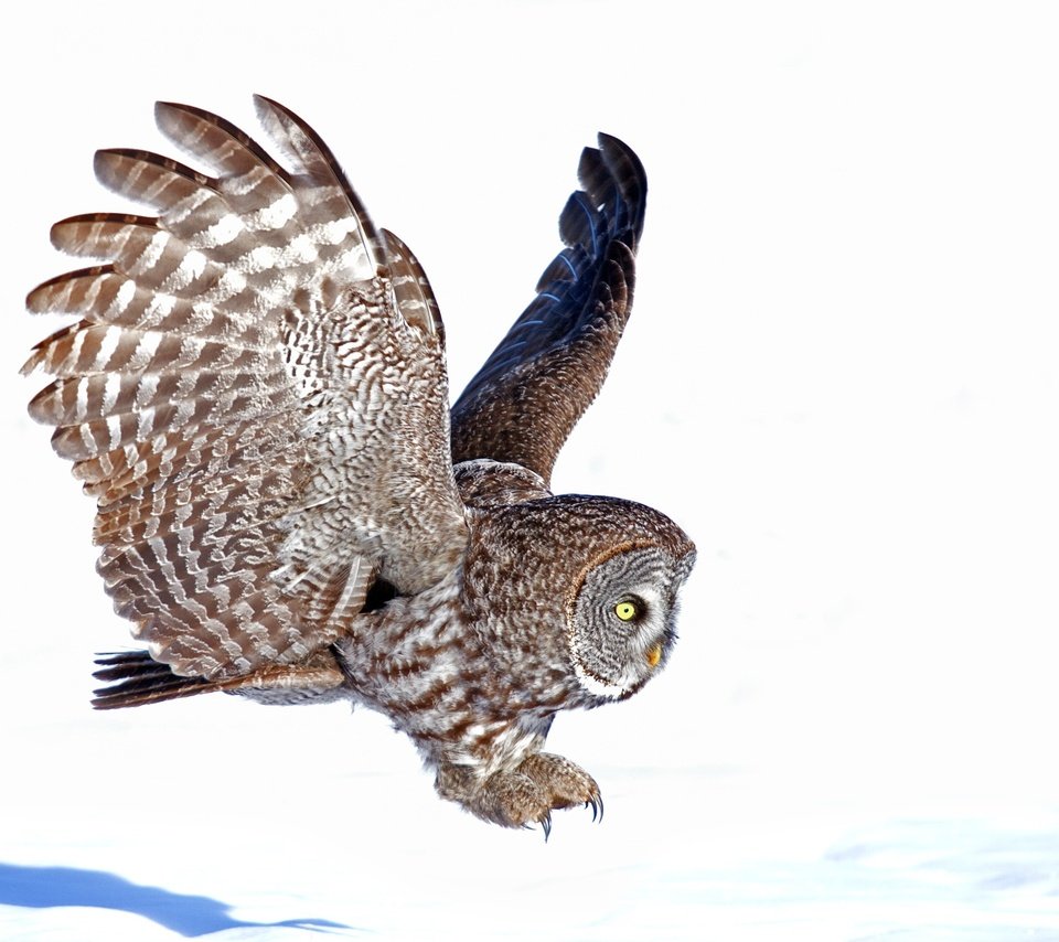 Обои сова, полет, крылья, птица, белый фон, owl, flight, wings, bird, white background разрешение 3000x1968 Загрузить