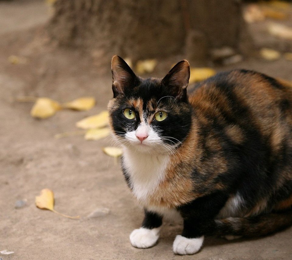 Обои кот, кошка, взгляд, осень, желтые листья, пятнистый, трехцветный, cat, look, autumn, yellow leaves, spotted, tri-color разрешение 1920x1200 Загрузить