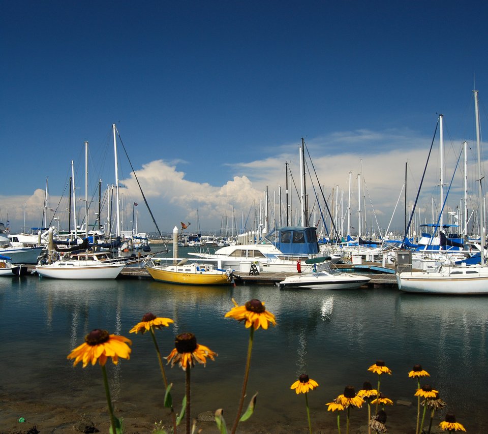 Обои цветы, море, яхты, flowers, sea, yachts разрешение 3872x2592 Загрузить