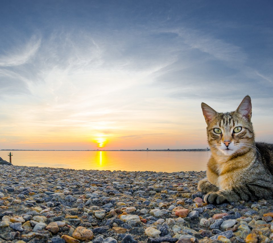 Обои камни, закат, пляж, кот, кошка, stones, sunset, beach, cat разрешение 4420x2486 Загрузить