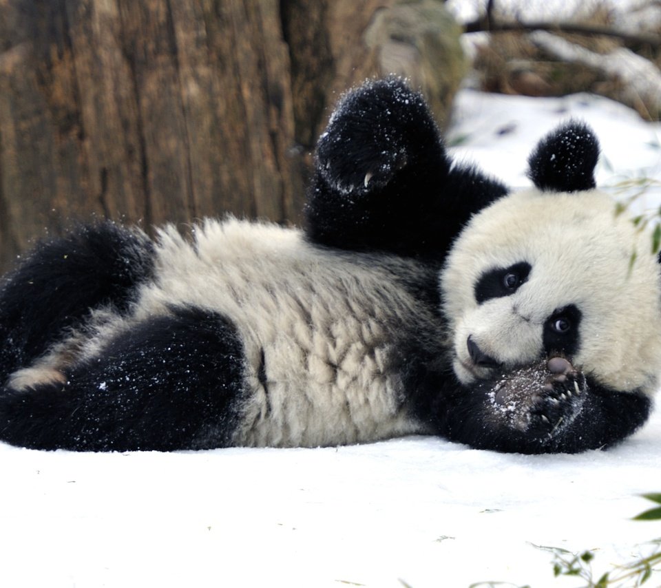 Обои снег, зима, панда, бамбуковый медведь, snow, winter, panda, bamboo bear разрешение 2600x1730 Загрузить
