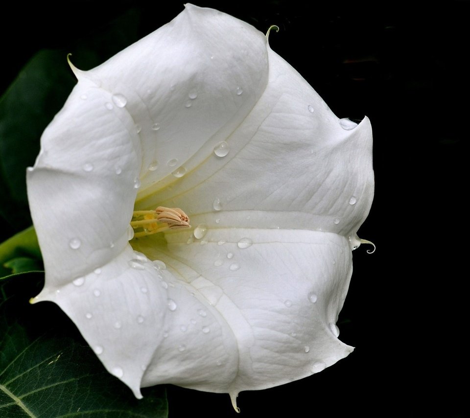 Обои цветок, капли, белый, flower, drops, white разрешение 1920x1080 Загрузить