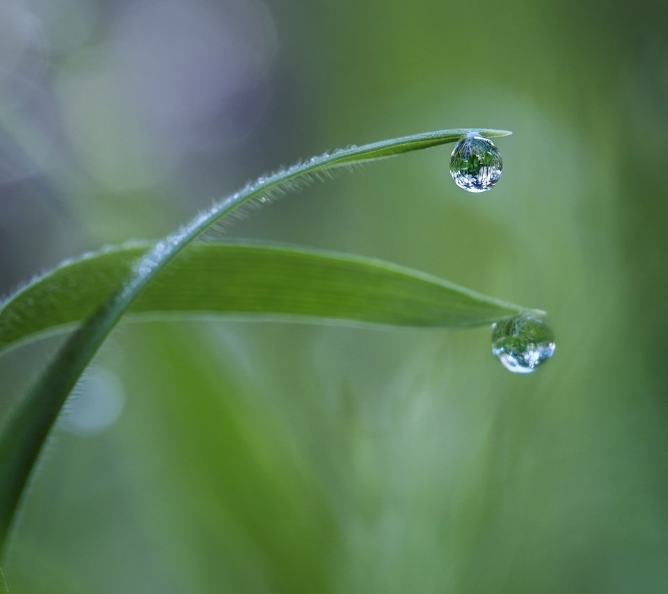 Обои трава, макро, роса, капля, травинки, grass, macro, rosa, drop разрешение 1920x1080 Загрузить