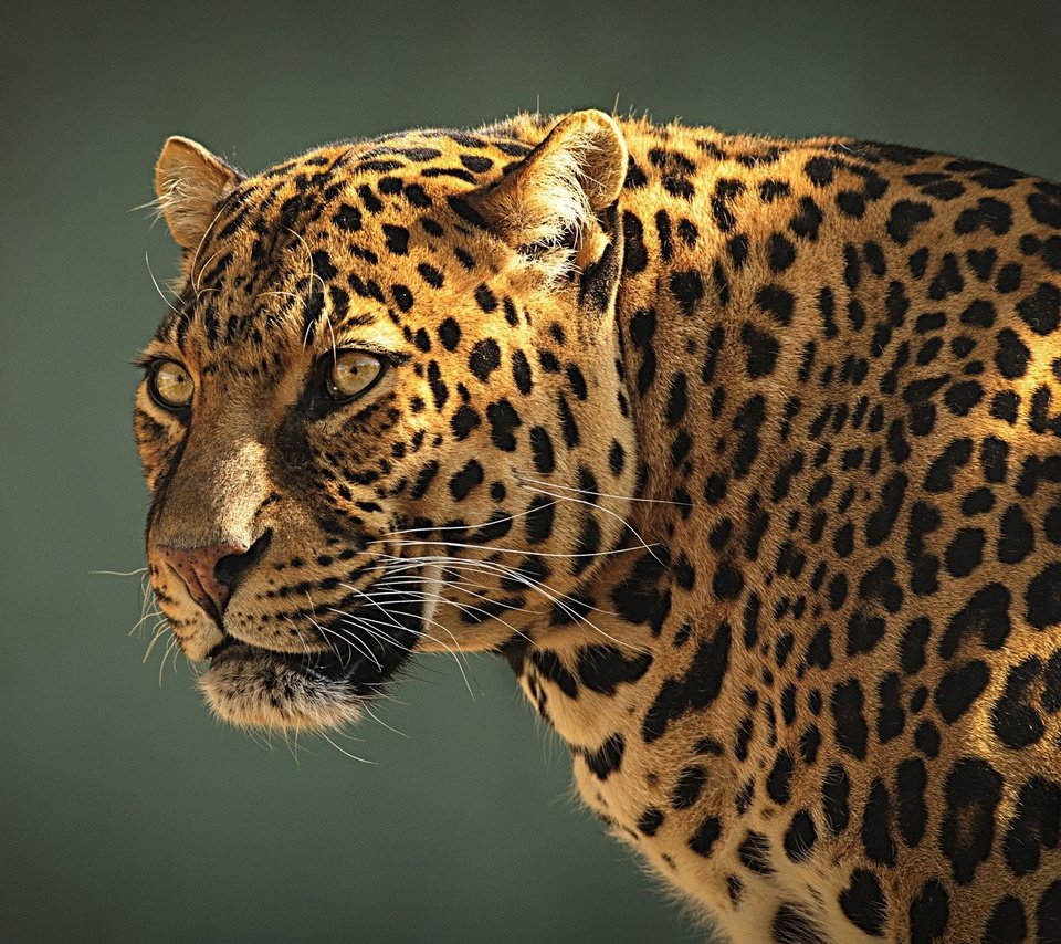 Обои морда, взгляд, леопард, стойка, face, look, leopard, stand разрешение 1920x1200 Загрузить