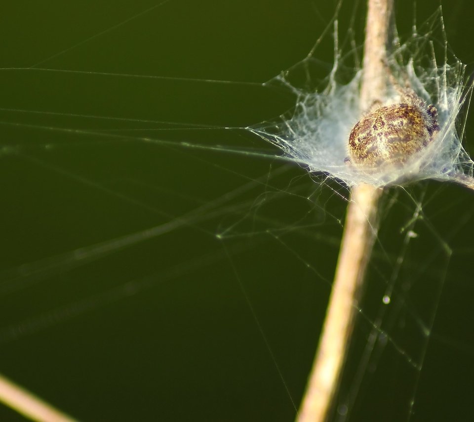 Обои трава, паук, grass, spider разрешение 1920x1080 Загрузить