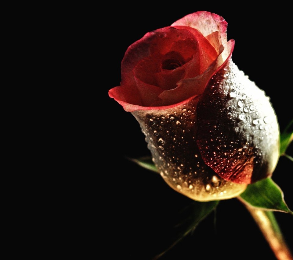 Обои цветы, цветок, роса, капли, роза, бутон, черный фон, красивые, flowers, flower, rosa, drops, rose, bud, black background, beautiful разрешение 1920x1080 Загрузить