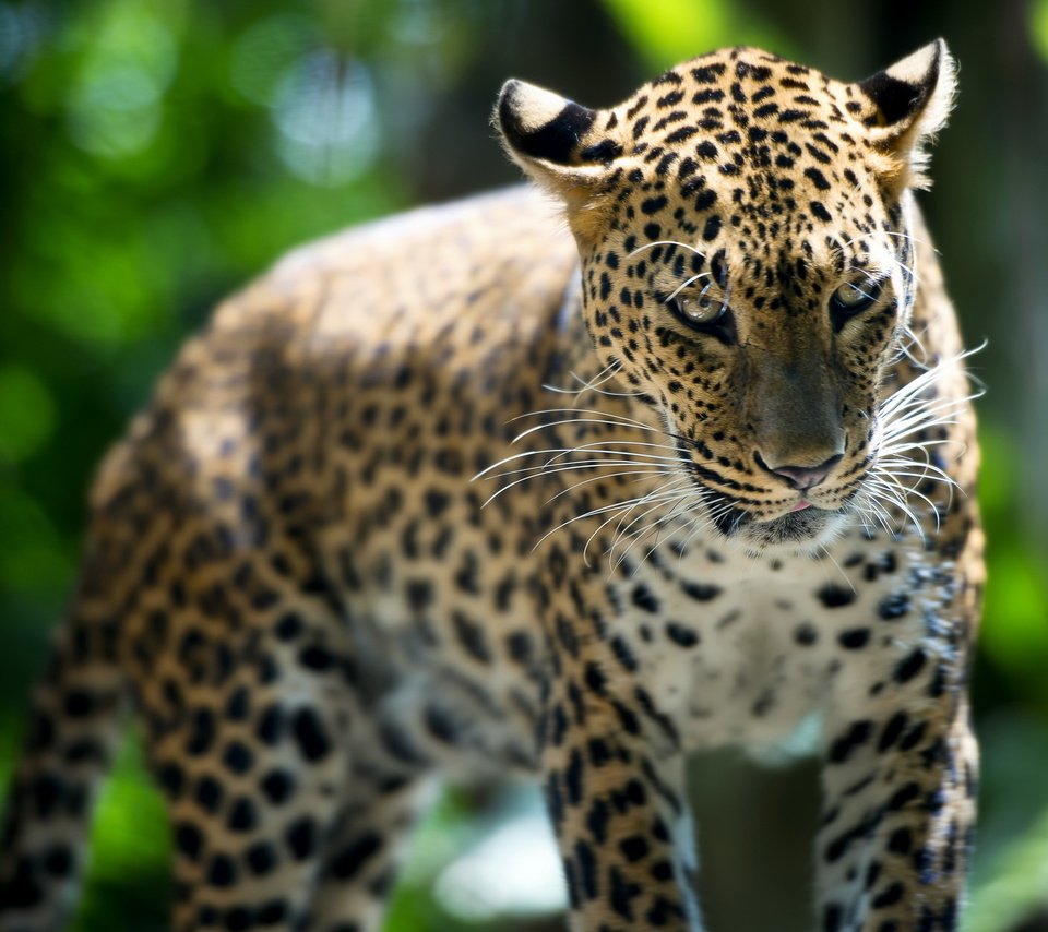 Обои леопард, зверь, лучи света, сингапур, зоо, leopard, beast, rays of light, singapore, zoo разрешение 2560x1600 Загрузить