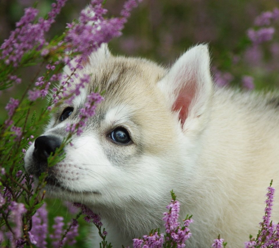 Обои морда, цветы, лаванда, собака, щенок, хаски, face, flowers, lavender, dog, puppy, husky разрешение 2560x1600 Загрузить