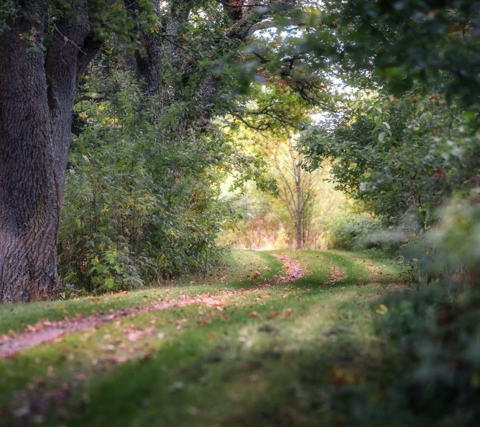 Обои дорога, природа, лес, road, nature, forest разрешение 2560x1600 Загрузить