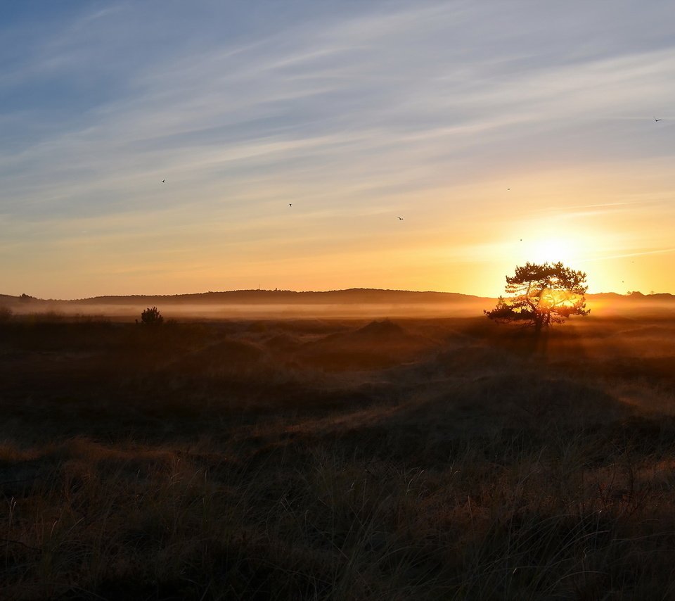 Обои природа, дерево, утро, туман, поле, nature, tree, morning, fog, field разрешение 1920x1200 Загрузить