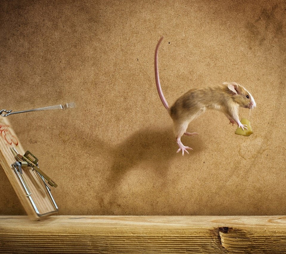 Обои полет, сыр, мышь, мышеловка, flight, cheese, mouse, mousetrap разрешение 1920x1080 Загрузить