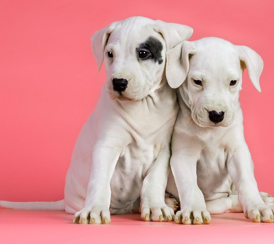 Обои фон, щенки, собаки, background, puppies, dogs разрешение 2560x1600 Загрузить