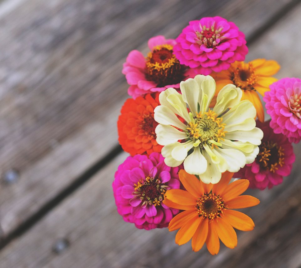 Обои цветы, макро, лепестки, букет, циния, цинии, flowers, macro, petals, bouquet, tsiniya, zinnia разрешение 4928x3264 Загрузить