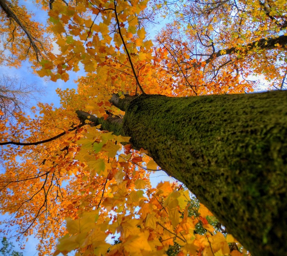 Обои дерево, осень, ствол, крона, tree, autumn, trunk, crown разрешение 1920x1200 Загрузить