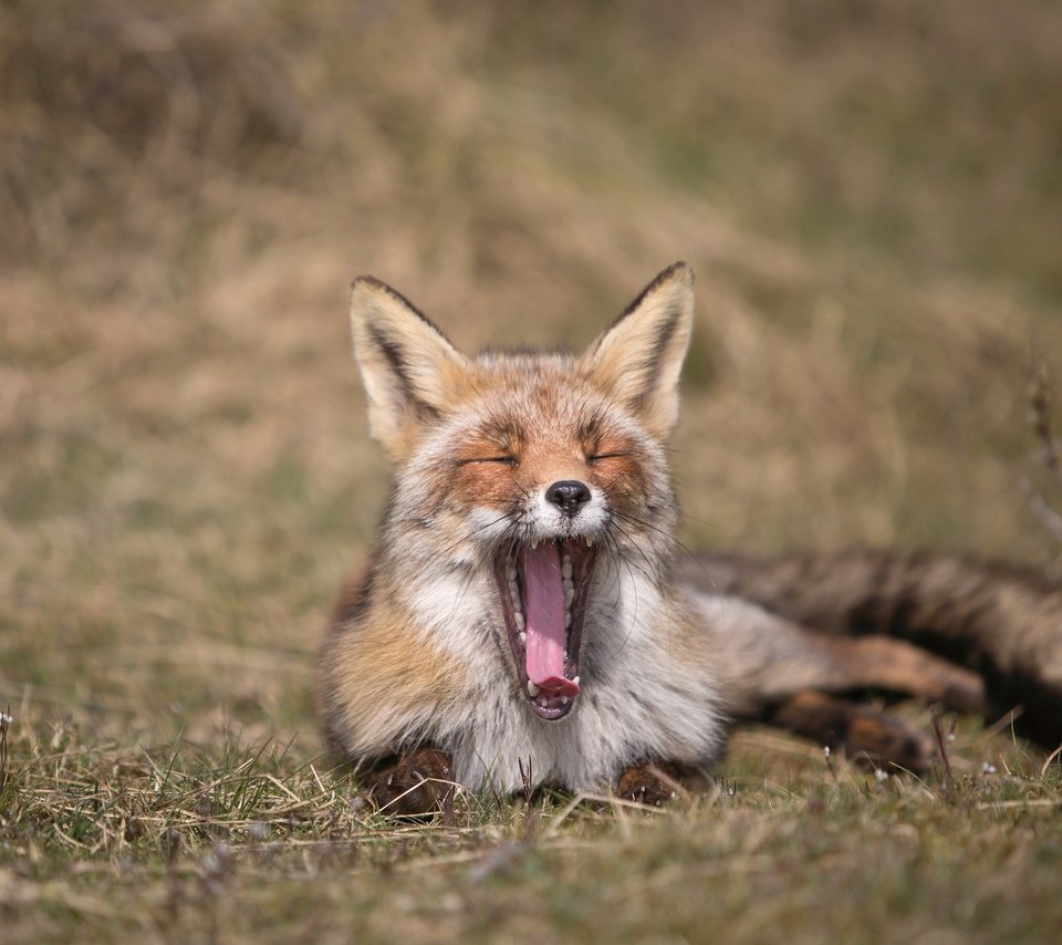 Обои природа, лиса, лисица, язык, зевает, nature, fox, language, yawns разрешение 2047x1282 Загрузить