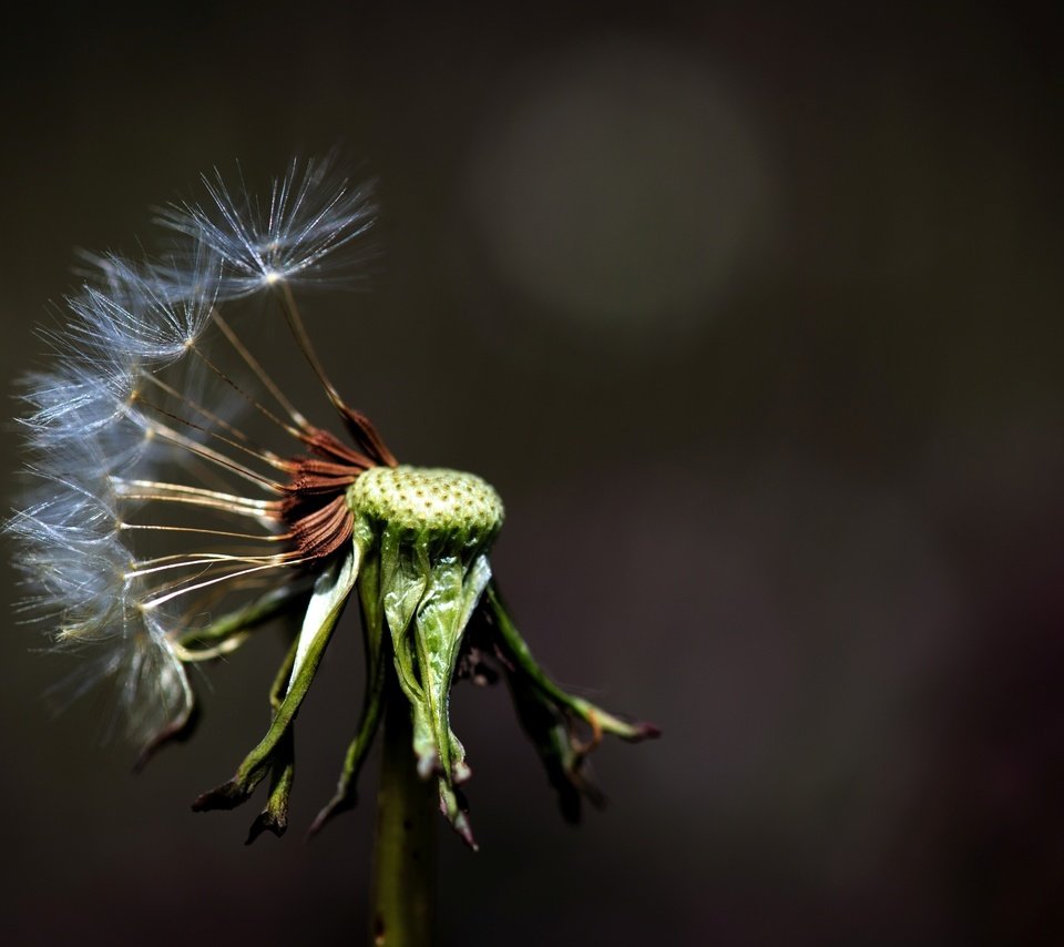 Обои макро, фон, цветок, одуванчик, macro, background, flower, dandelion разрешение 2572x1715 Загрузить