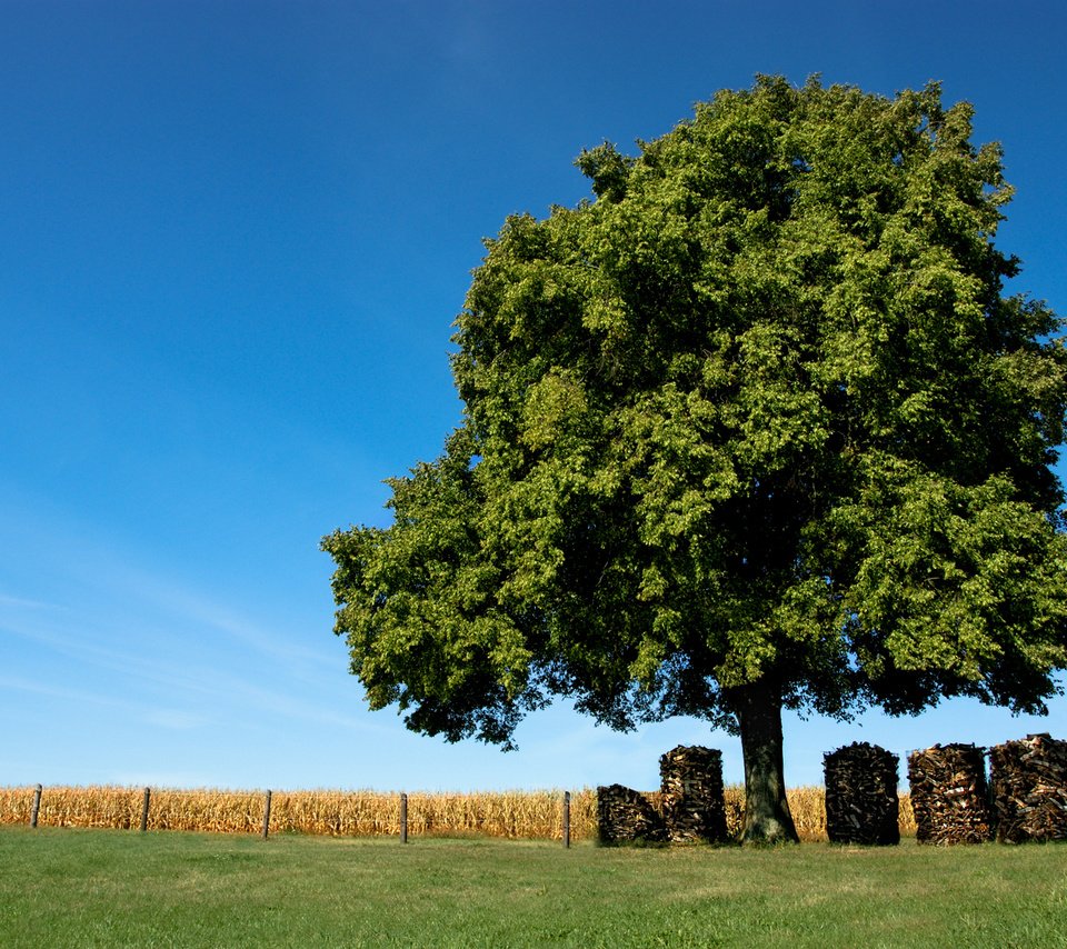 Обои небо, трава, природа, дерево, поле, забор, доски, бревна, the sky, grass, nature, tree, field, the fence, board, logs разрешение 1920x1187 Загрузить