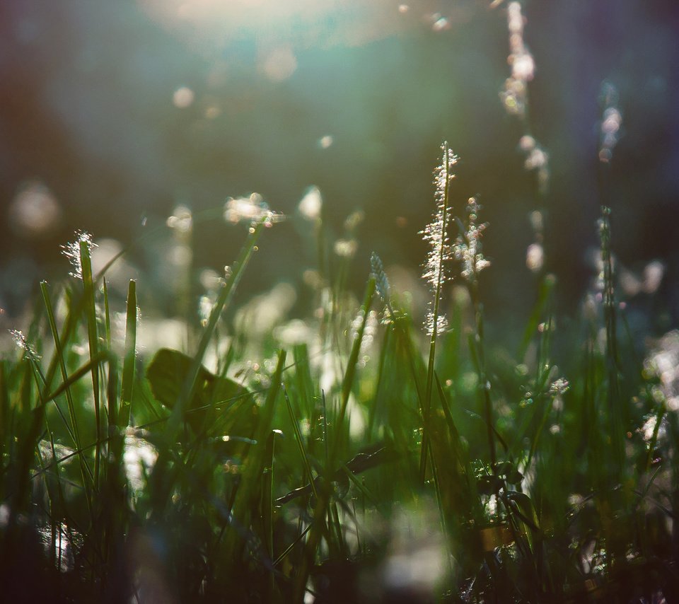 Обои свет, трава, растения, макро, лучи, пух, light, grass, plants, macro, rays, fluff разрешение 2560x1440 Загрузить