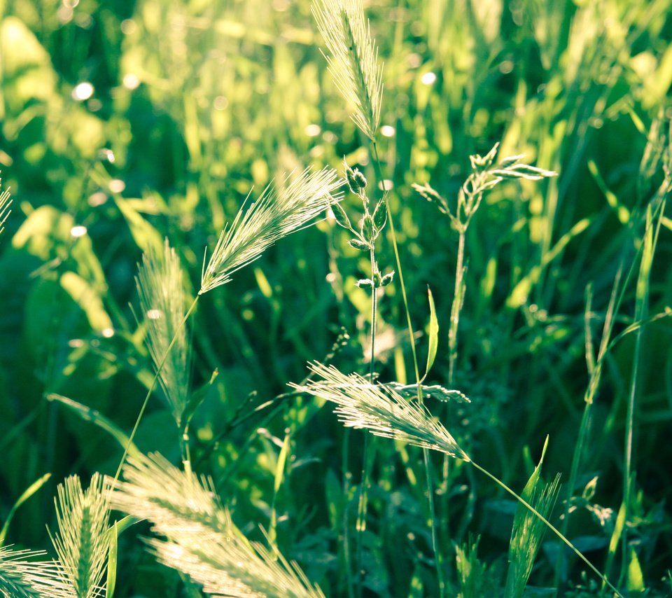 Обои трава, природа, макро, поле, колоски, зеленая, grass, nature, macro, field, spikelets, green разрешение 2560x1600 Загрузить