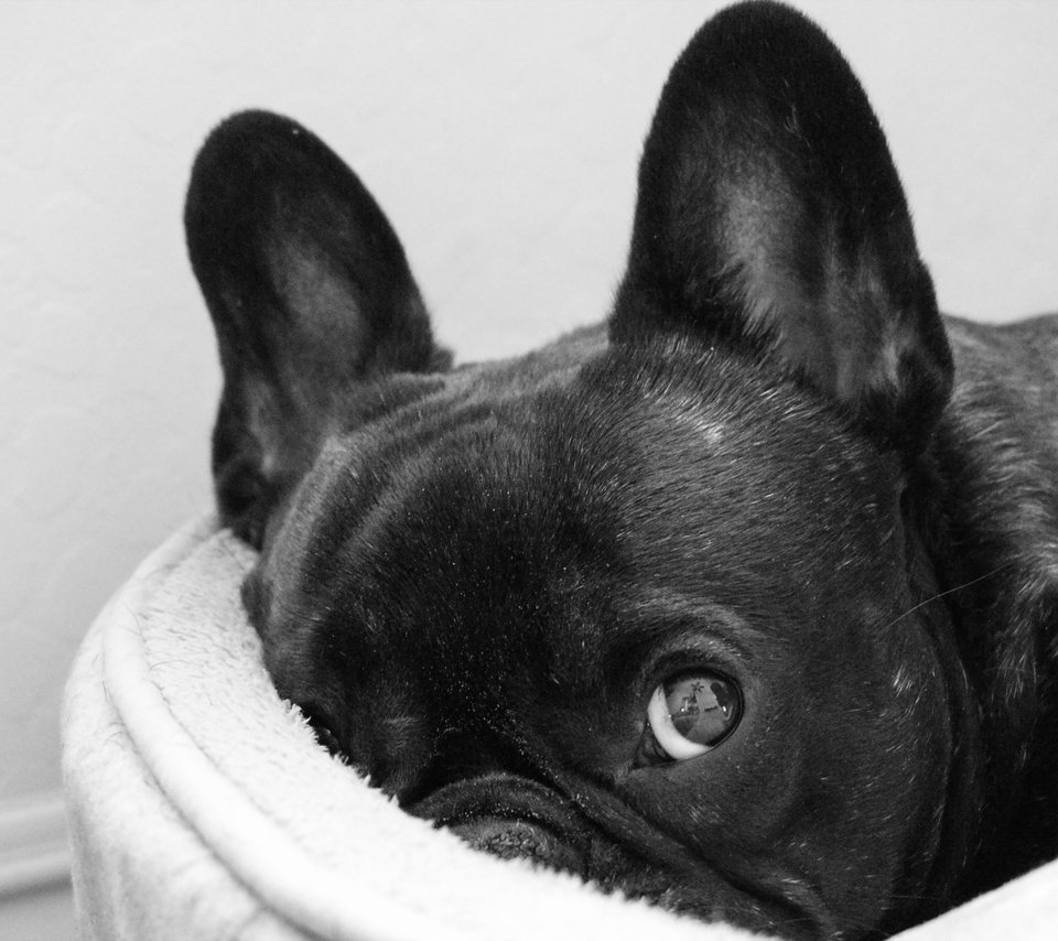 Обои черный, собака, французский бульдог, black, dog, french bulldog разрешение 2560x1600 Загрузить